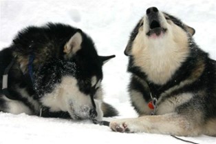 Dansk Polarhunde Klub
